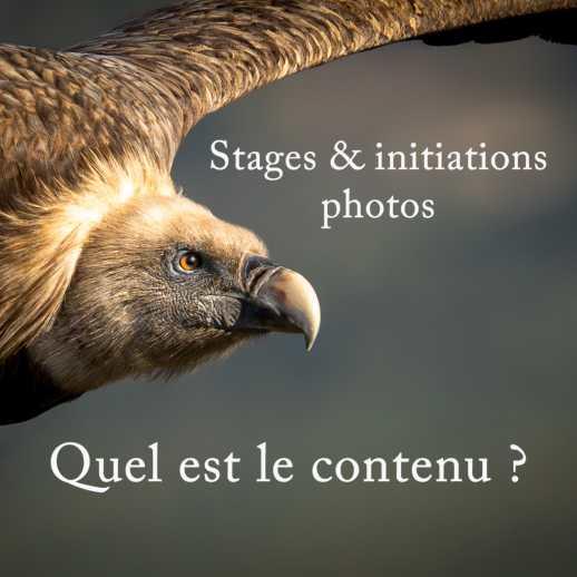 Formations Formation photo animaliere et inititations