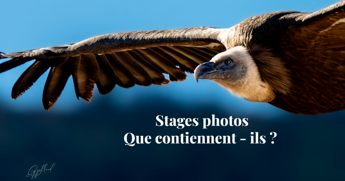 Stage Photo Vautours en Drôme : Une immersion entre technique et vie sauvage