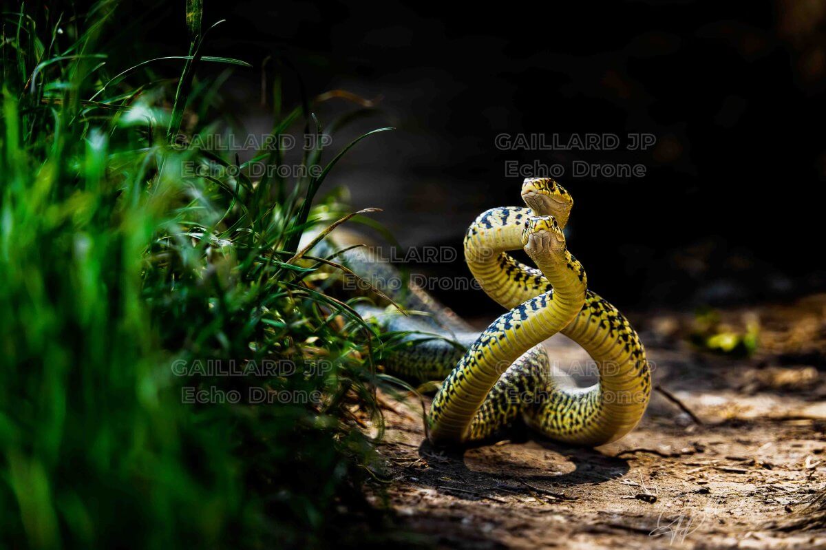 Face à face avec deux couleuvre en lutte Couleuvre en combat