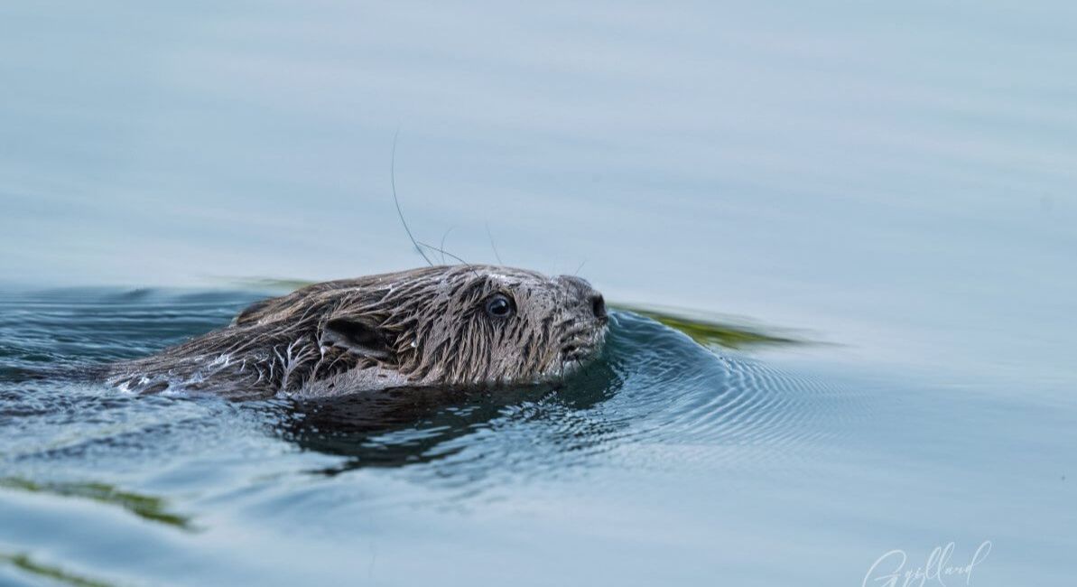 L’éthique de l'invité : se faire accepter par le sauvage