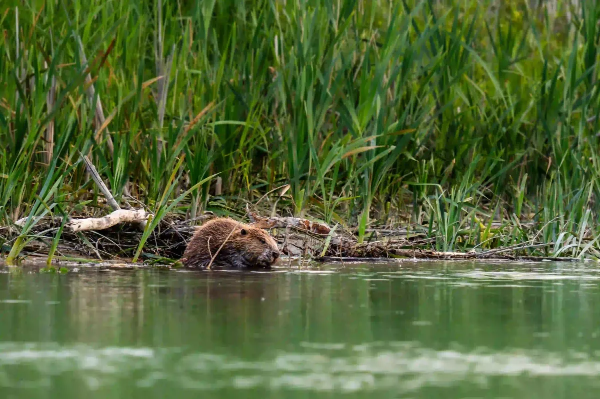 Castor au calme Castor en photo lors d'un repas